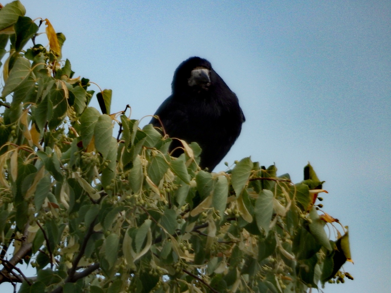 livebirdspoland_b0d9036ea428362c7fa97810101cf18a.jpg