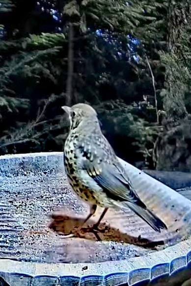 livebirdspoland_97171b9daa1e285a844adffddc338212.jpg