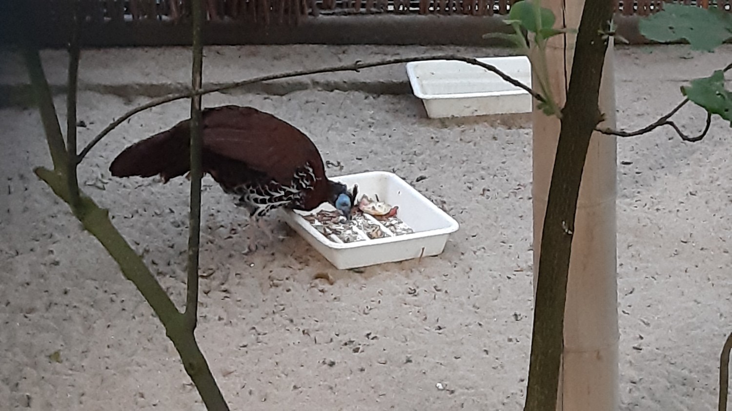 livebirdspoland_b8e02d0d7f7b1ae30215743b395fa8c6.jpg