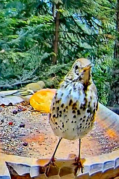 livebirdspoland_3deff12ffda7c776fd14bf1223138af4.jpg