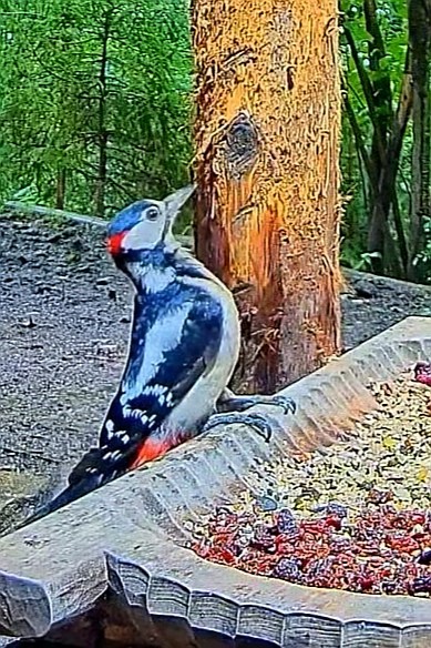 livebirdspoland_5a0bdc59337ca72a267accacd1afa175.jpg