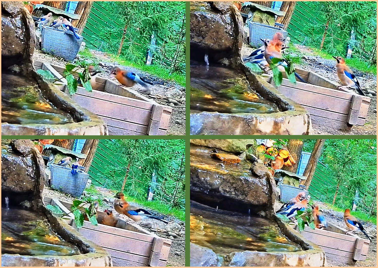livebirdspoland_171cd4dda1e3a59e707424900cdb42a4.jpg