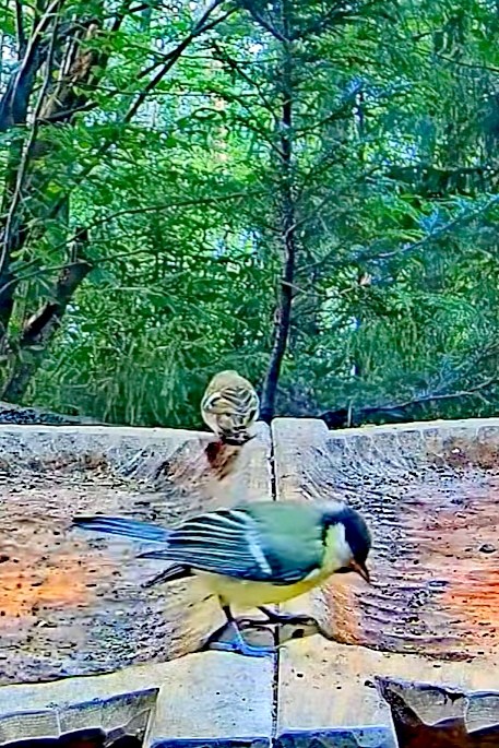 livebirdspoland_c10bf050c71ea98bd73f97e7db86aa01.jpg