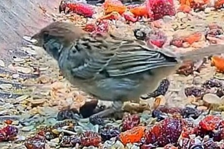 livebirdspoland_792a7815161e6b701405aac1f6690bf4.jpg