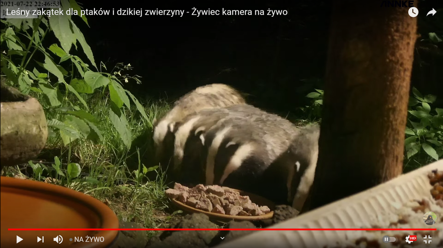 livebirdspoland_f76a64ebb07f212336a0d8fea0ba539d.png
