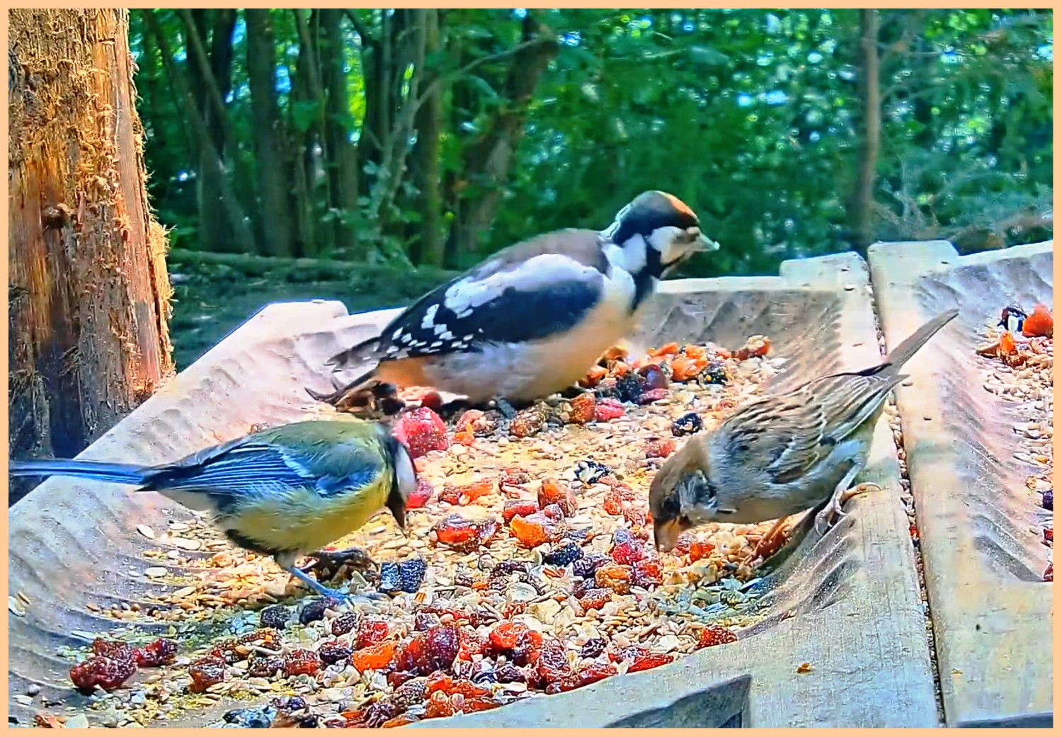 livebirdspoland_ffb15c6aae8147c326ed6b1443b5208a.jpg