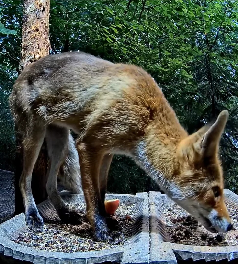 livebirdspoland_f8468c8b88df0f6aae72491867d35a7b.jpg