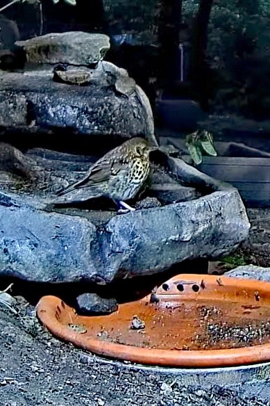 livebirdspoland_6e6650de55e0479c9d24518a8ffea8a9.jpg
