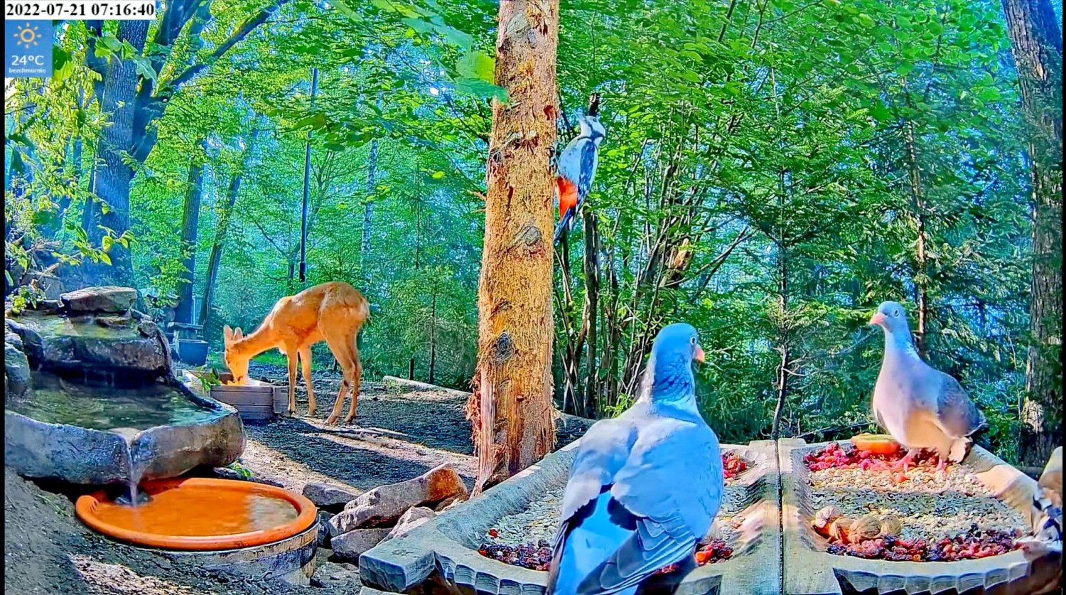 livebirdspoland_d69e6233d0f8b39ce415a67dc43556d8.jpg