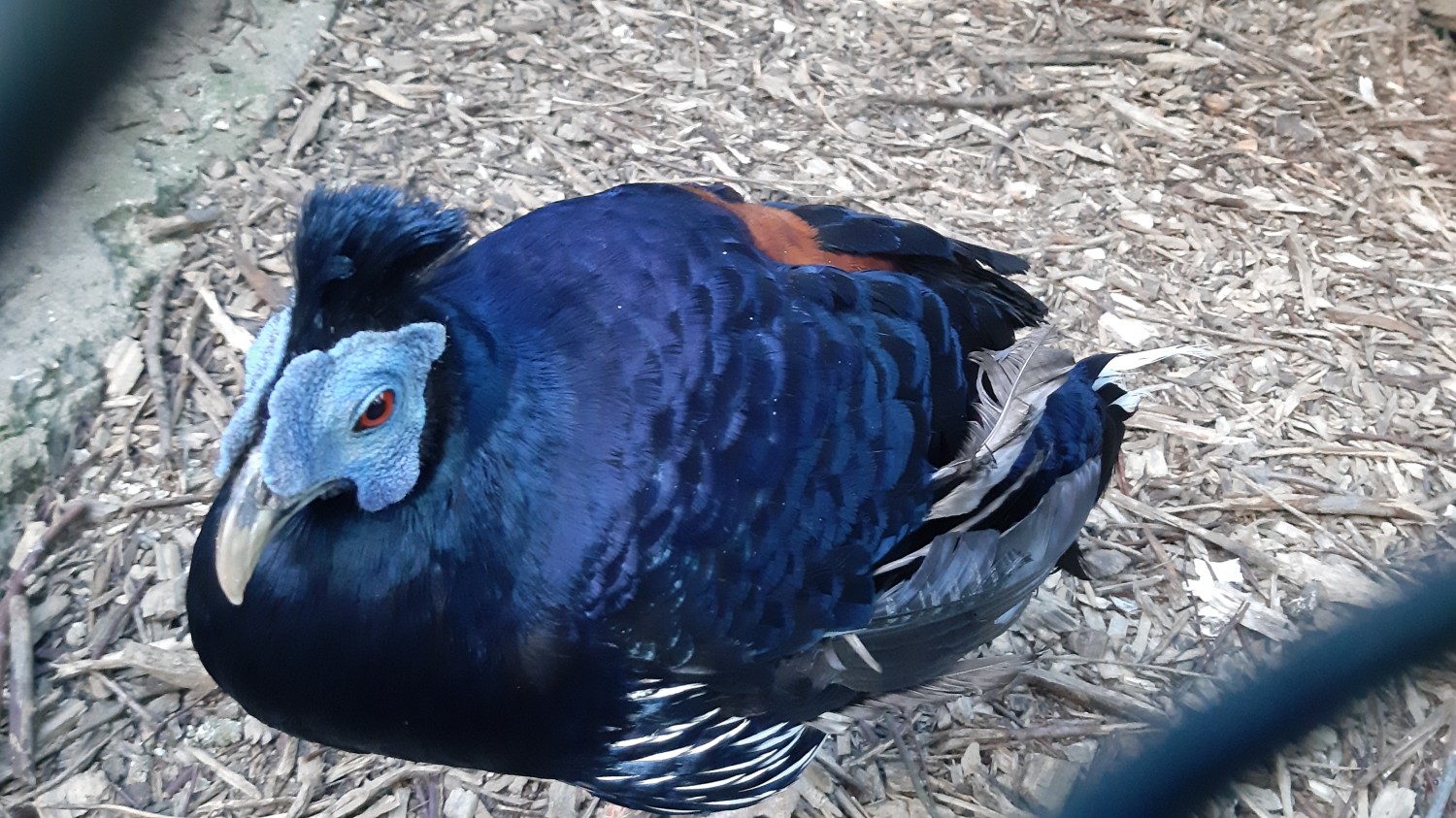 livebirdspoland_d46bdfff828fa1fcbd542cb296fa19b0.jpg