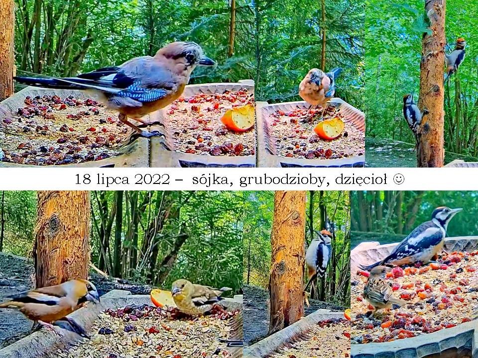 livebirdspoland_a0130ef0ae2277413dba4a56761fac0c.jpg