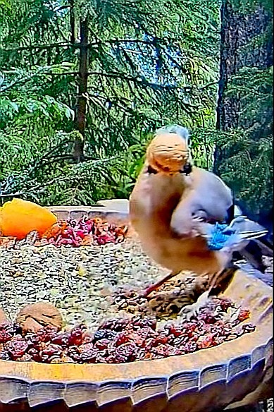 livebirdspoland_6fb2961eefe860d783ee6f0082a42cb4.jpg