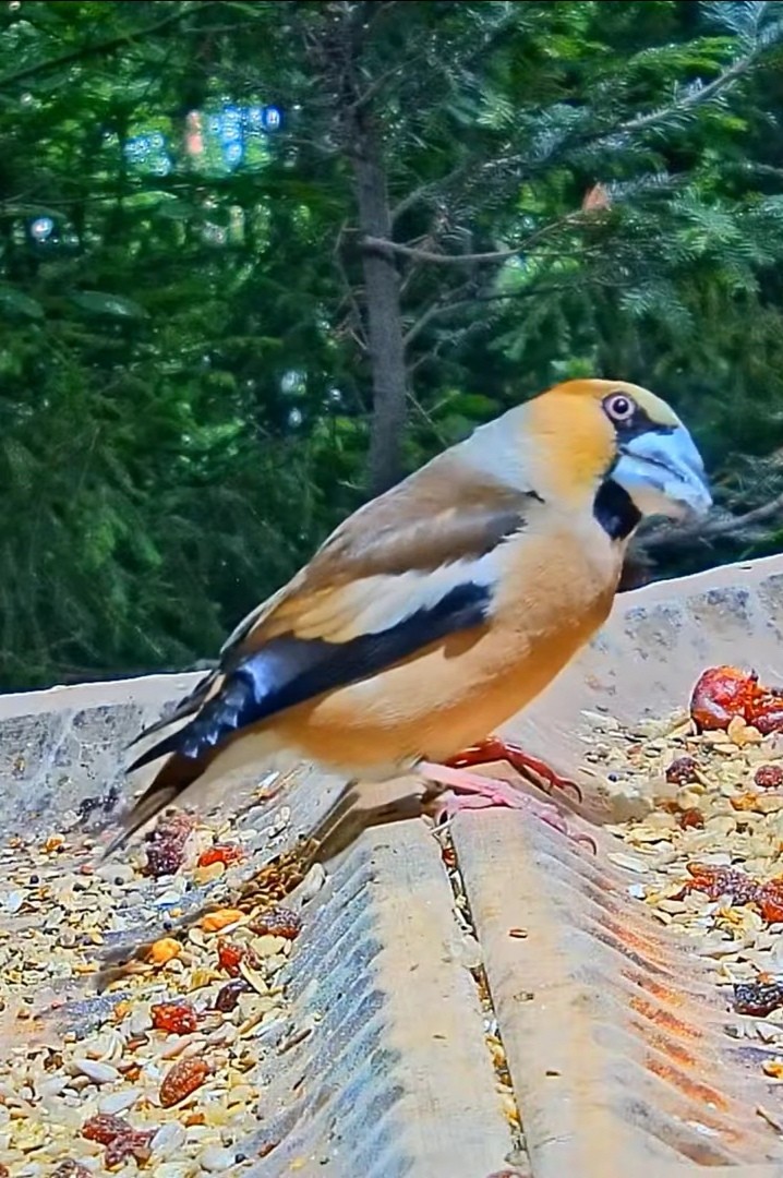 livebirdspoland_d812d5427491fa131125224e9fe20575.jpg