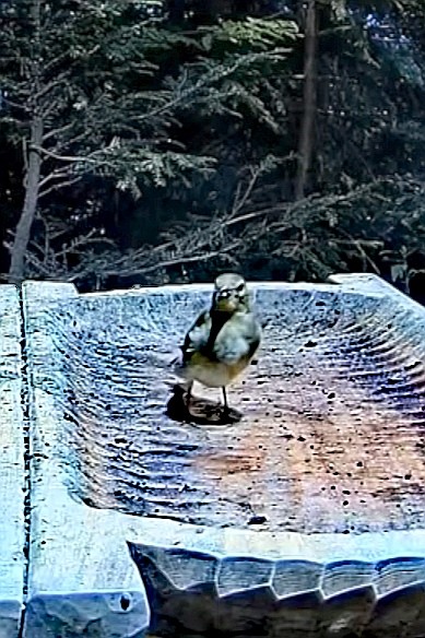 livebirdspoland_77098bd06e100a6918882bdc1829a316.jpg