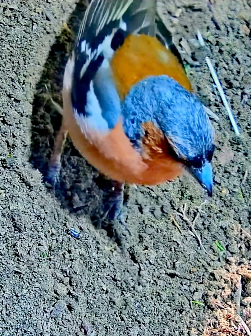 livebirdspoland_4c86c61ea1ff7a400451a9b45b72a29d.jpg