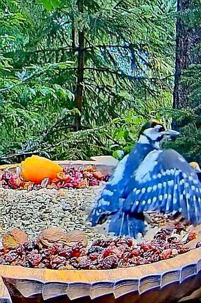 livebirdspoland_db1f19233d829be4cb5c545adf94e3b1.jpg