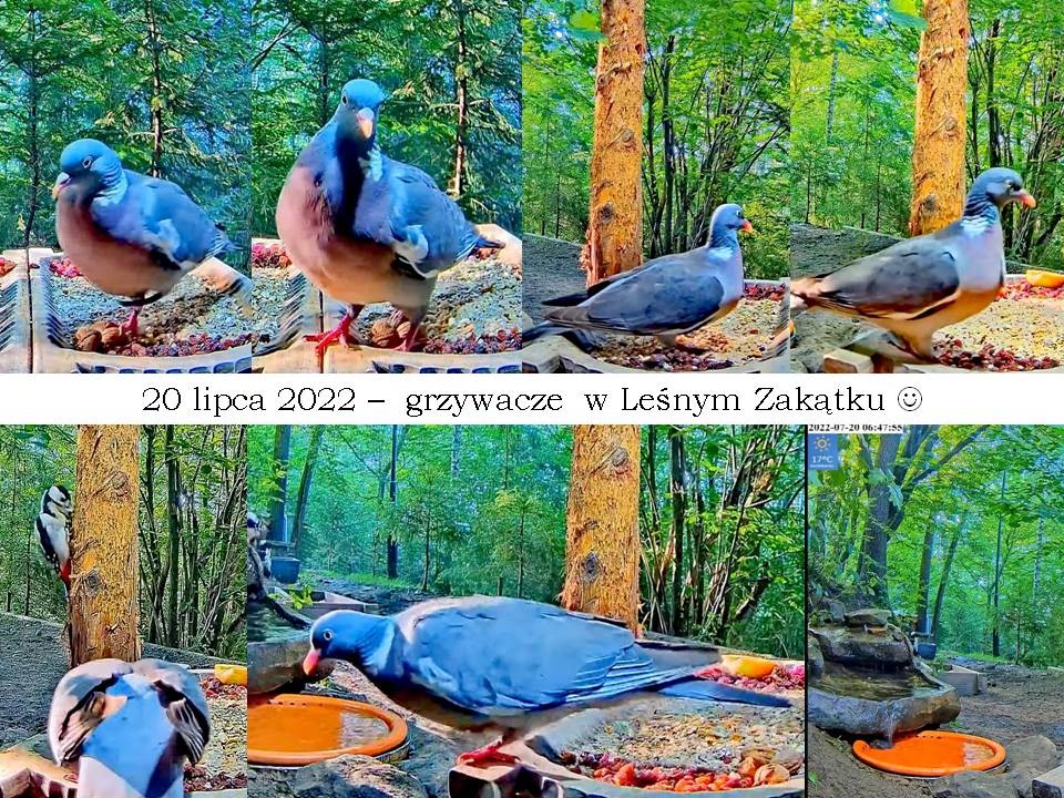 livebirdspoland_4d85d8ee77429602471482ea40939ec6.jpg