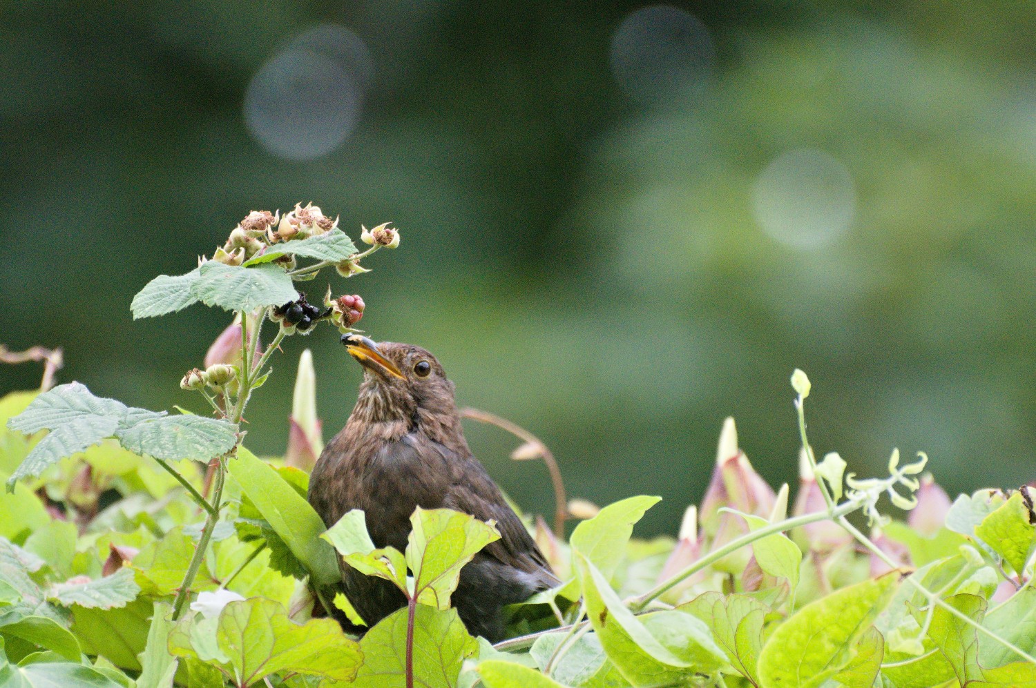 livebirdspoland_5eaaab30b4692426c8f2a932e6e00a99.jpg