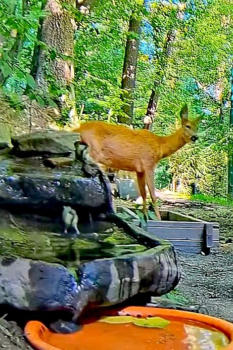 livebirdspoland_dda8836d4fc1dee9c8d363b7f0d92b8d.jpg