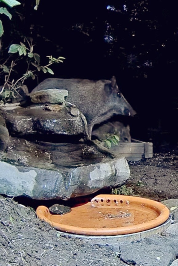 livebirdspoland_070b5f350f329529ace1fa249704183c.jpg