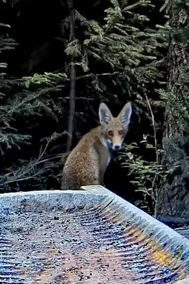 livebirdspoland_6ecf64389e5108e40e17603f828fb5ae.jpg