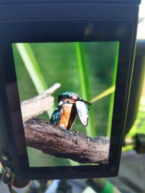 livebirdspoland_ff7947fc35f8c35242fe0c0c8a62f805.jpg