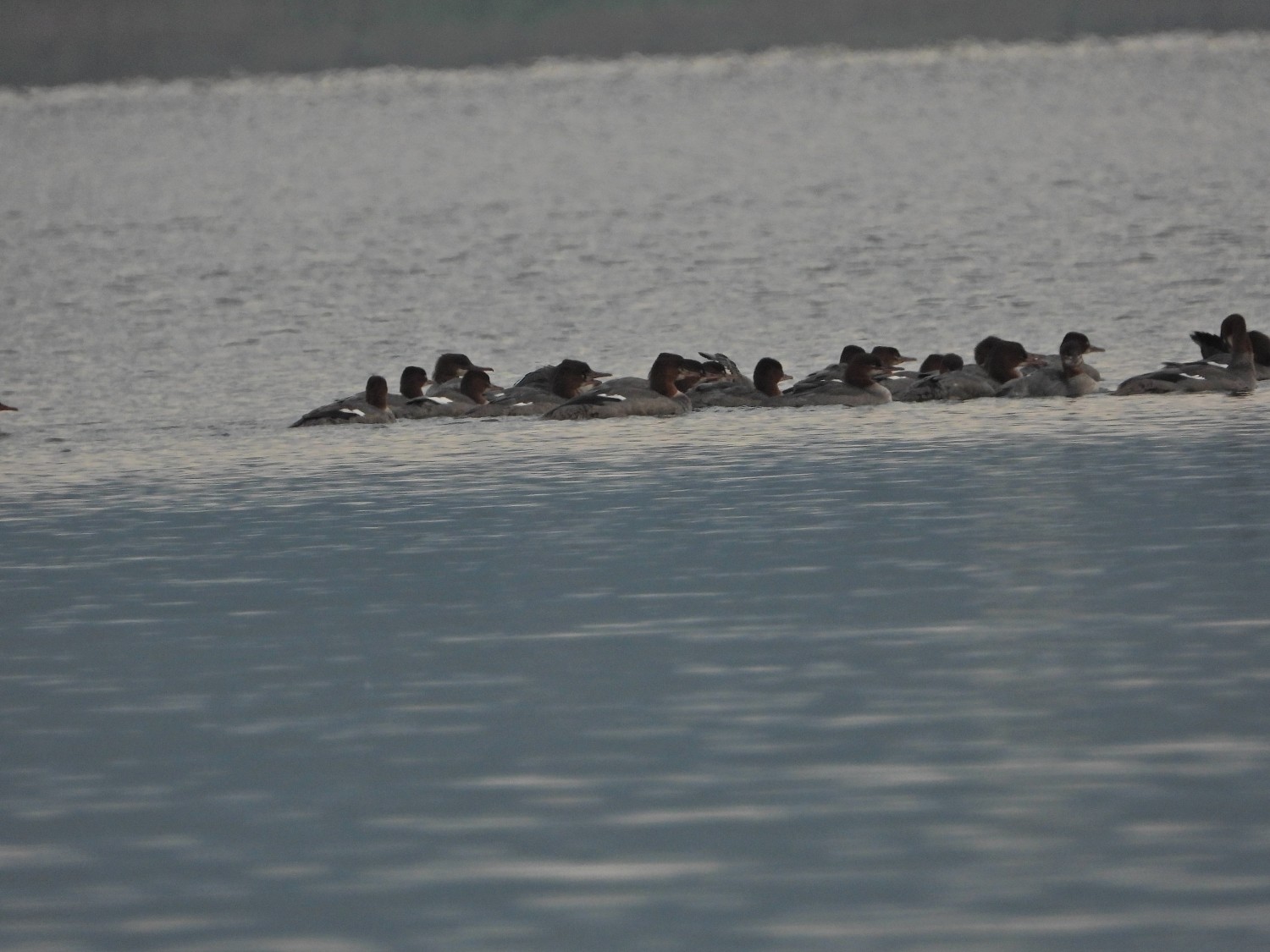 livebirdspoland_21e0e84ea3f0180c218b295abc5d3733.jpg