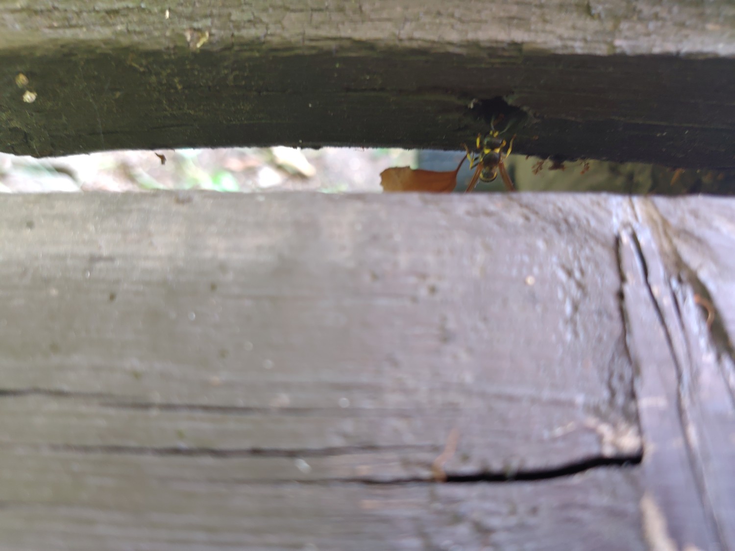 livebirdspoland_30981c12027765aa158d2d2161e07ab8.jpg