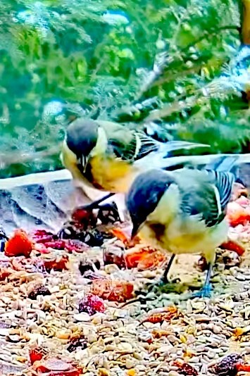 livebirdspoland_5978aa00c2fbe5b2603989bc347df536.jpg