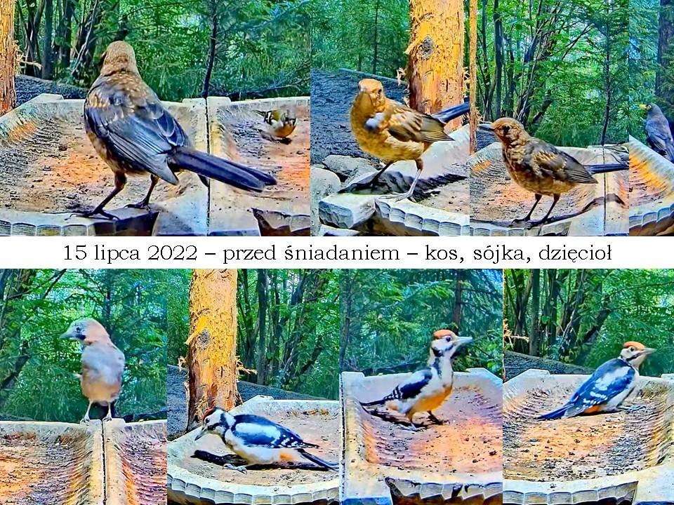 livebirdspoland_f3744e02dde1822296b3fdb285b659c1.jpg