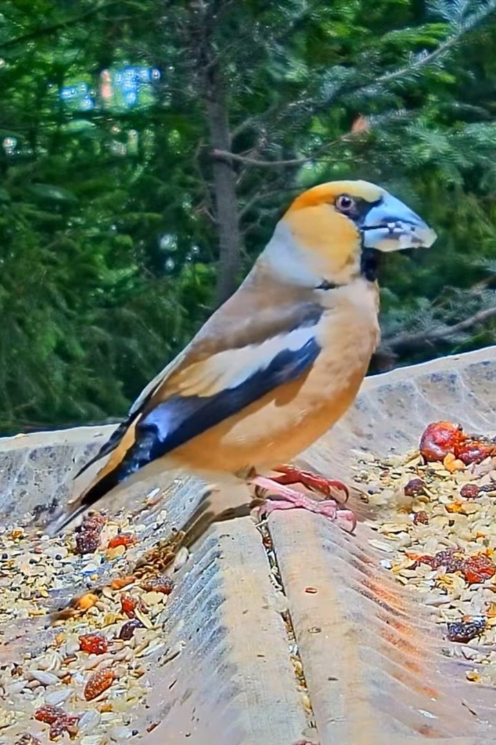 livebirdspoland_c045a54ec29dbe49a714915541c41ebf.jpg