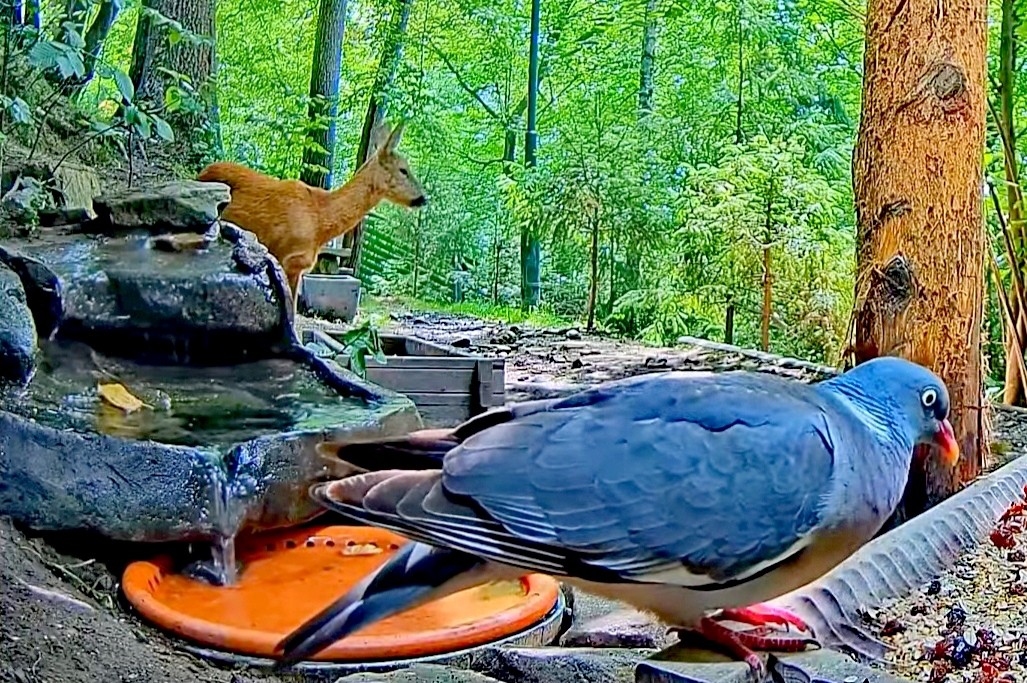 livebirdspoland_cbad1a9952a347726a524ff28ecad474.jpg