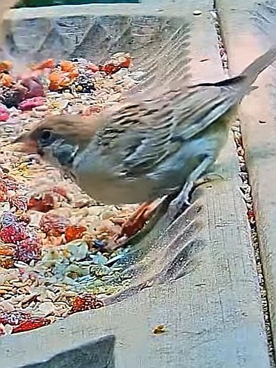 livebirdspoland_1a8e63475ba861e5fe64e73d2151fa89.jpg
