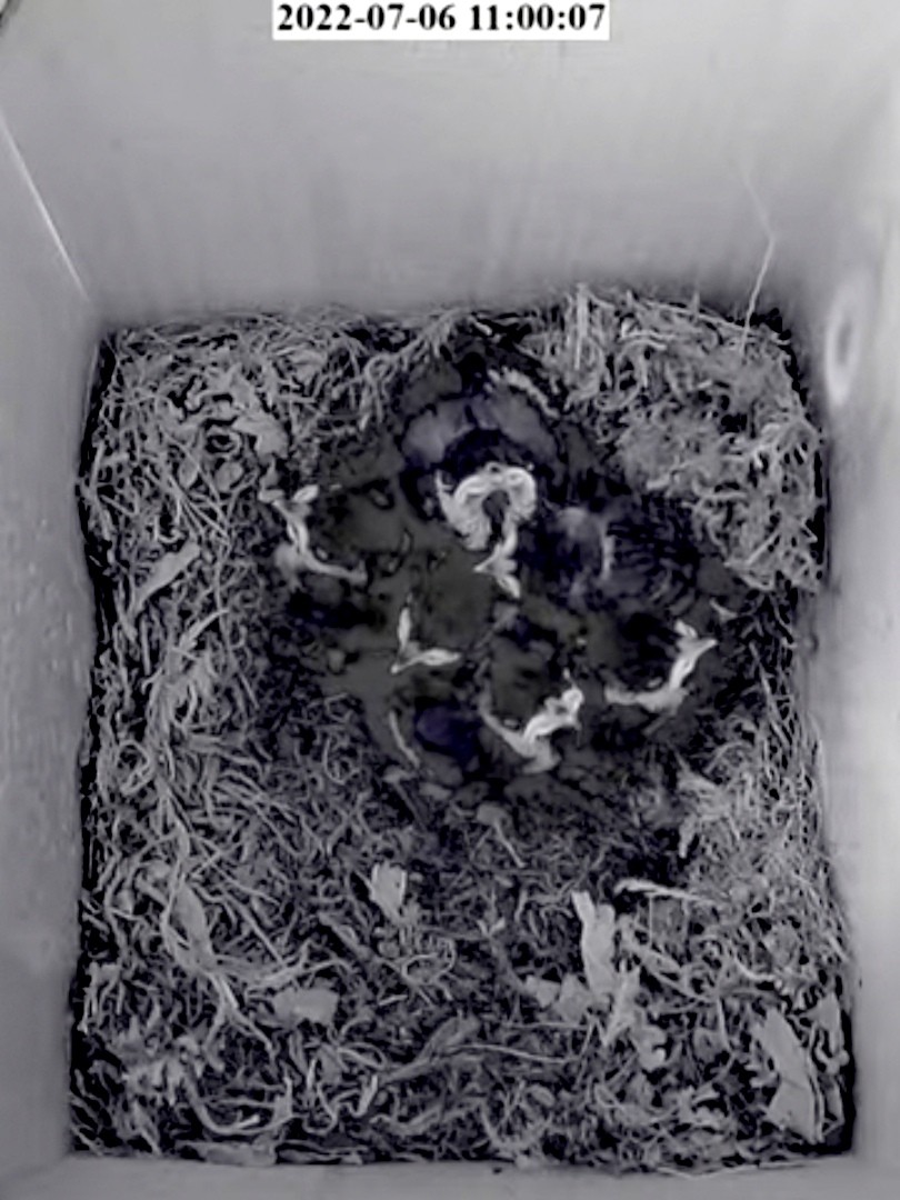 livebirdspoland_ef1a06c42902741d637c0f96dcaced4b.jpg