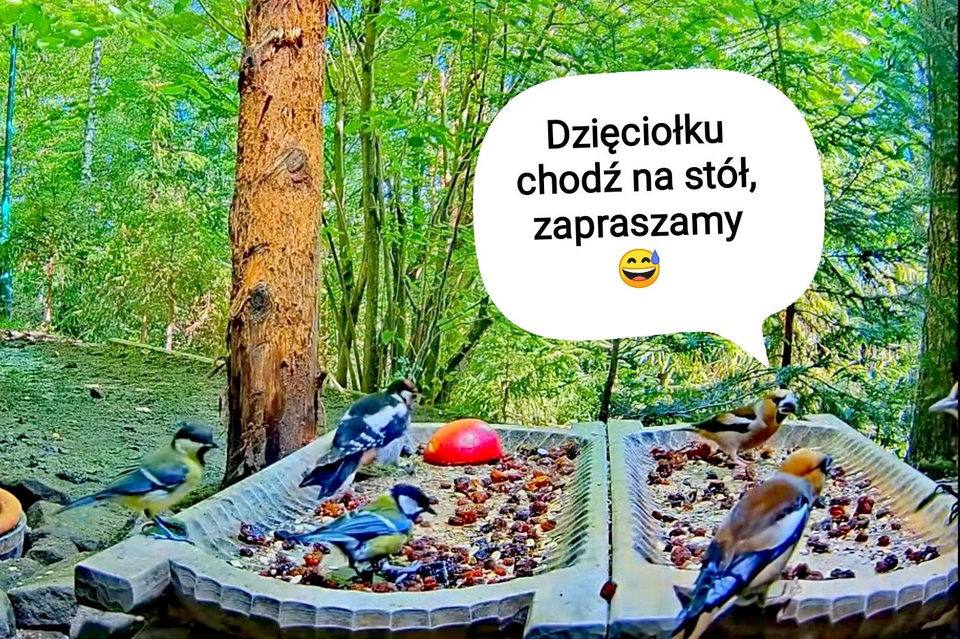 livebirdspoland_ef1d497913cb2c9c9008d250d5af09e9.jpg