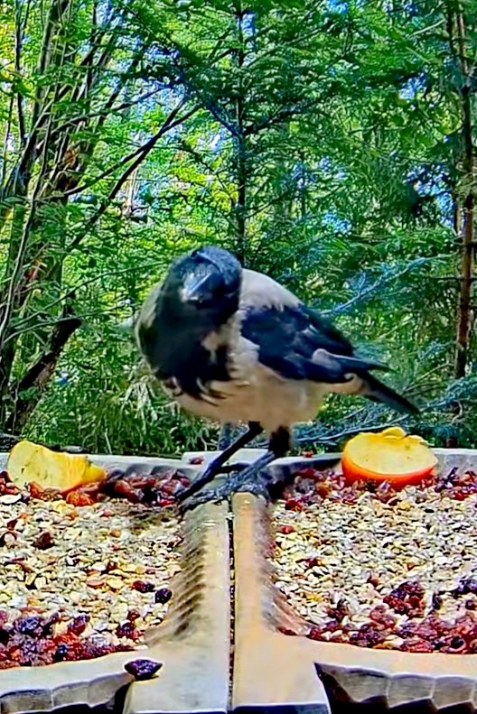 livebirdspoland_eda02b1613f0524e58279d2a2e611c31.jpg