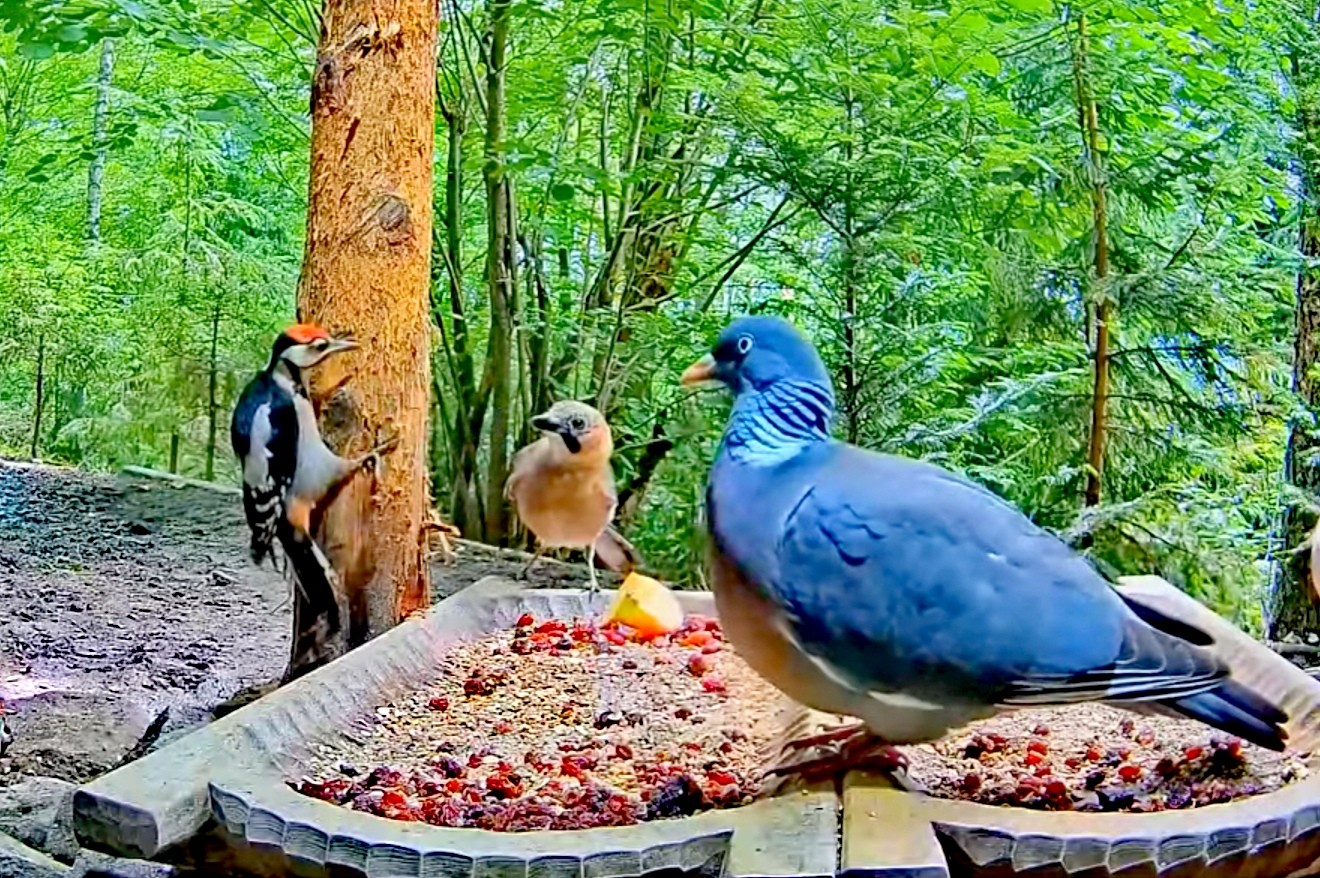 livebirdspoland_72821045dc91080f559231a7389b5a20.jpg
