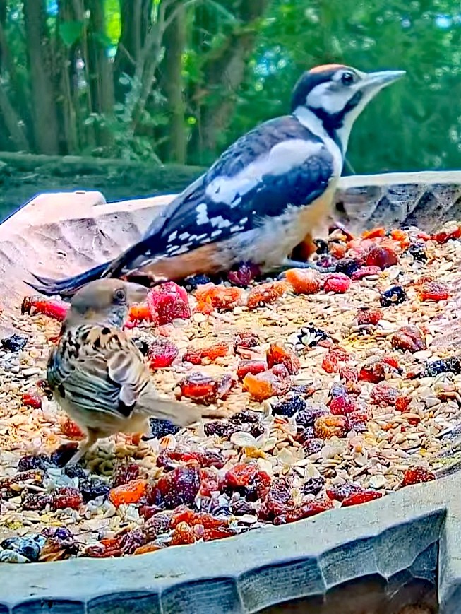 livebirdspoland_c6c84bb4f2cb9ebc5b502a0435d5f62a.jpg