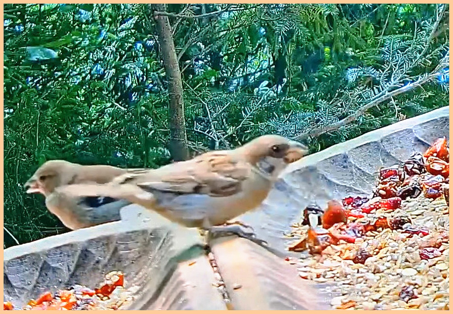 livebirdspoland_e59e8dea5dda5af9ddf59e903217098b.jpg