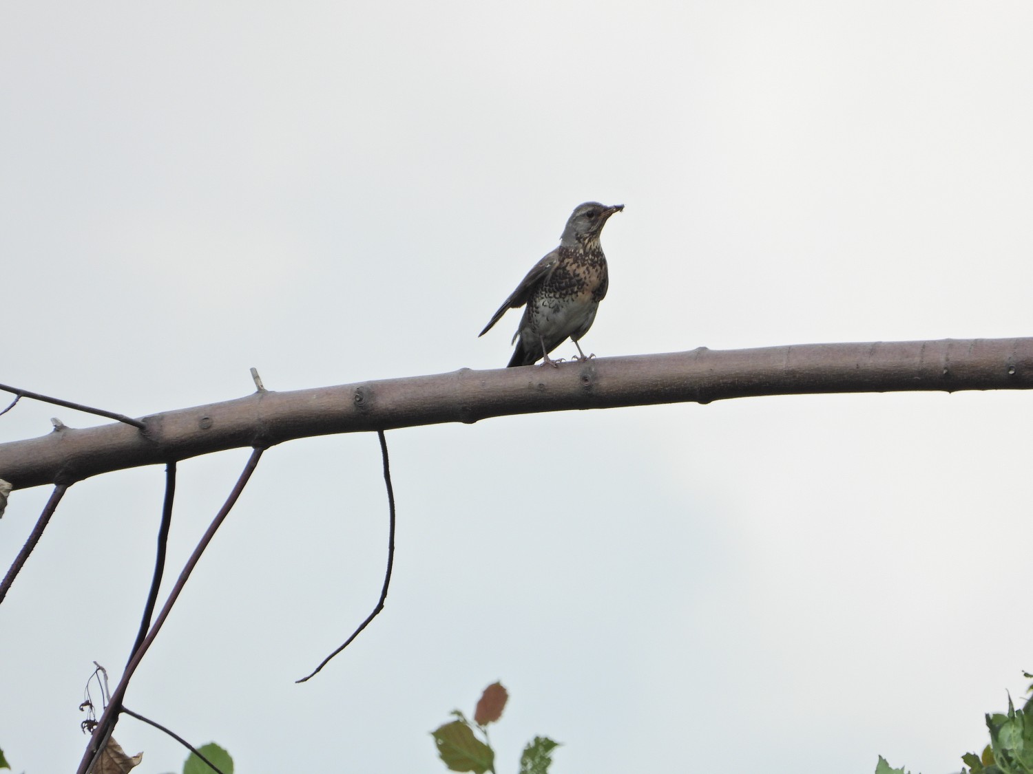livebirdspoland_68cfd2fd9941df21fa98074c6fe29dd5.jpg
