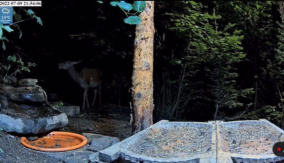 livebirdspoland_bbb7cf8f8044b12ac082fdd8bd197718.jpg