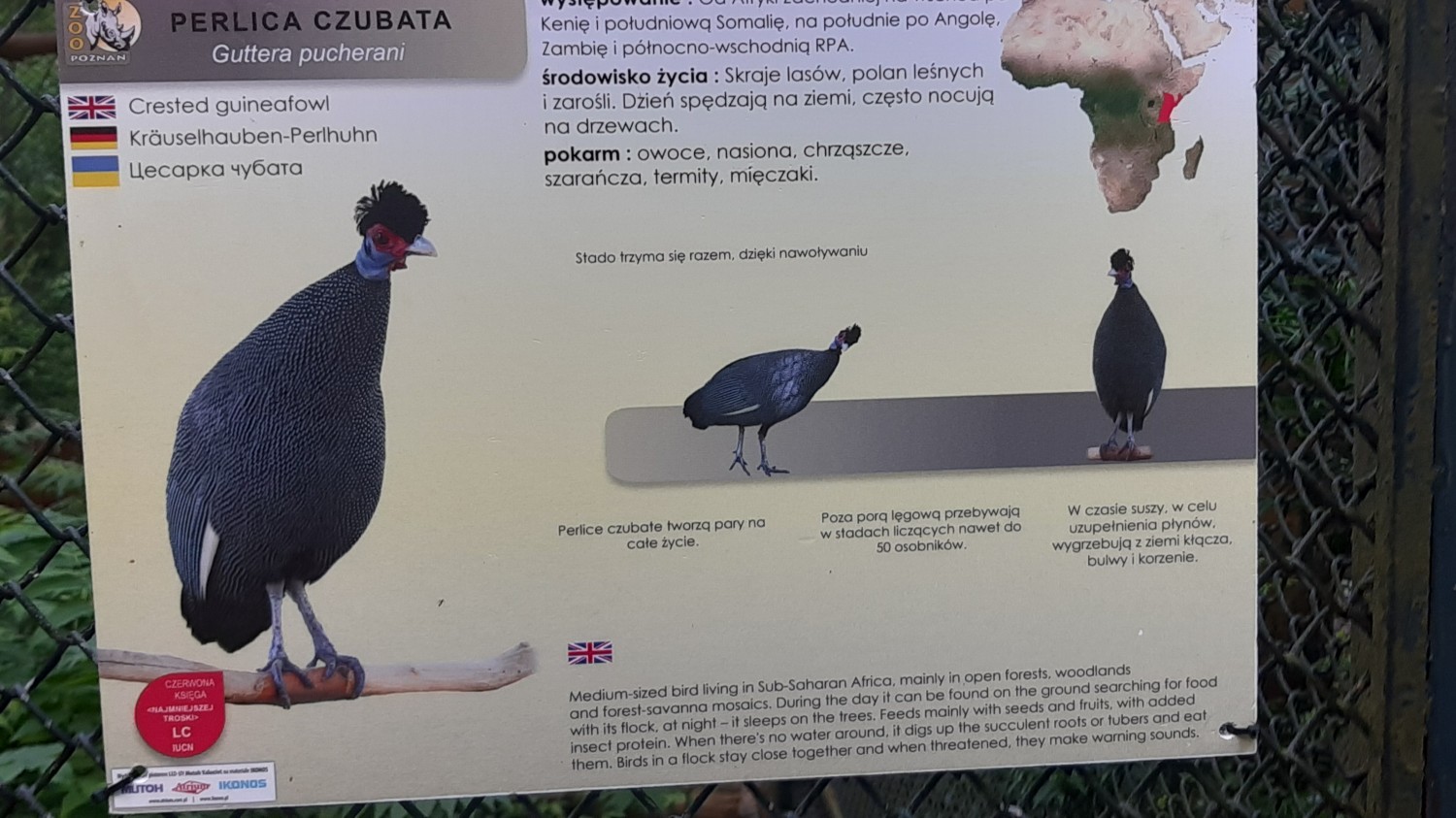 livebirdspoland_8dfc2090ed99db41327dfe2159af7cb5.jpg