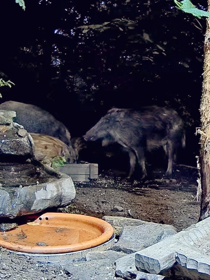 livebirdspoland_8e07f7d1080a8b3d152fcbea60f6e1f3.jpg