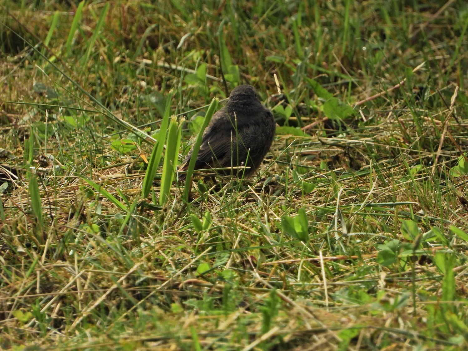 livebirdspoland_610216146312f4fb566d2b628fc95f20.jpg