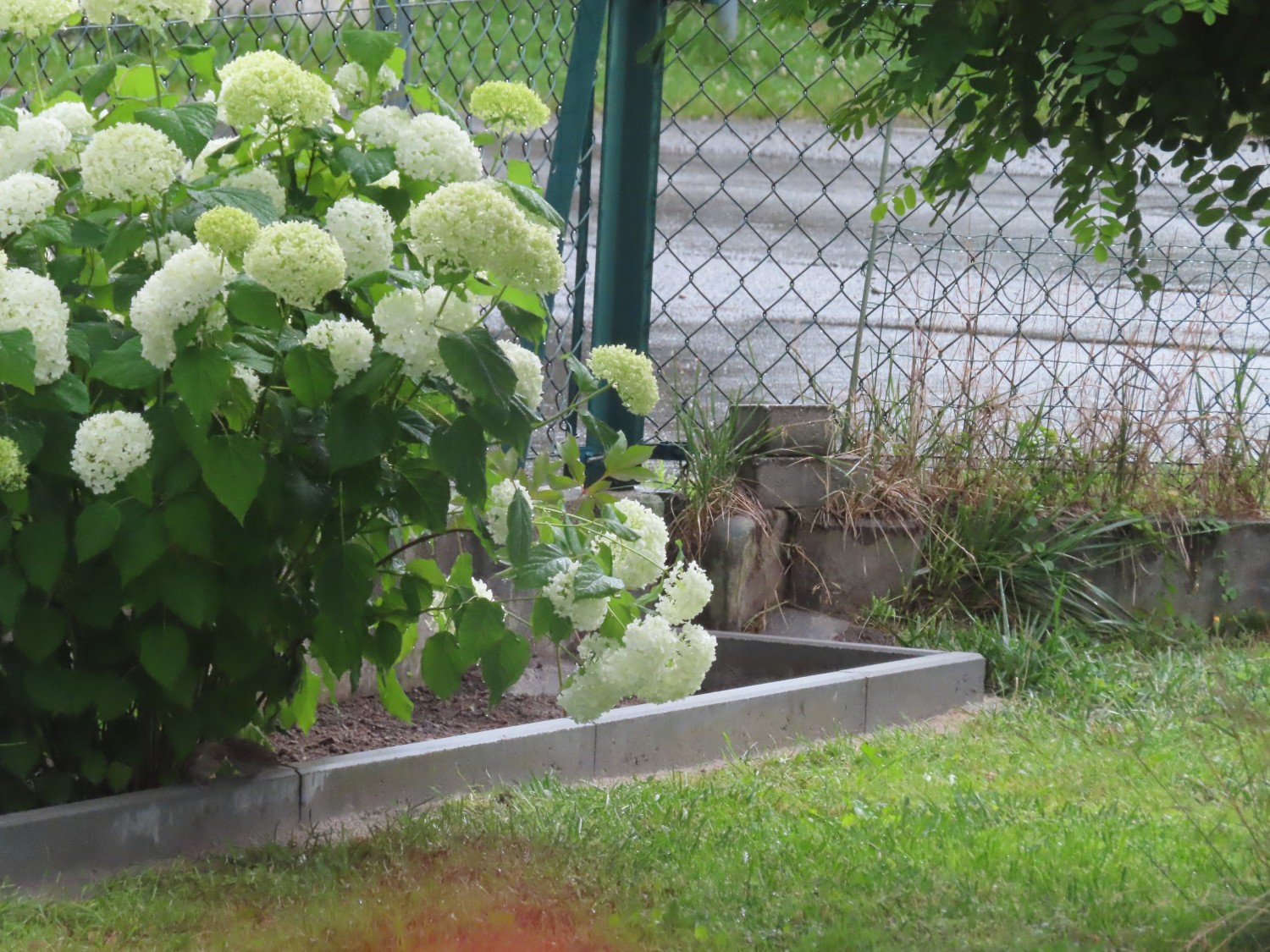 livebirdspoland_86bac80d6ce38f154cb24e3ba2183673.jpg
