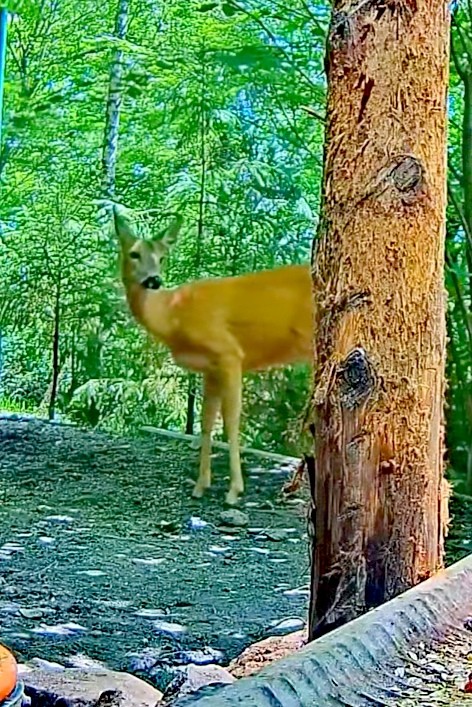 livebirdspoland_ed04d09f53c6edd81c2ca8ced611f311.jpg