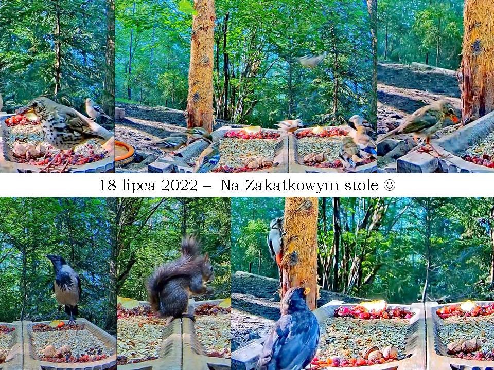 livebirdspoland_bbfbde25153a0255bb19c3b63f530c32.jpg