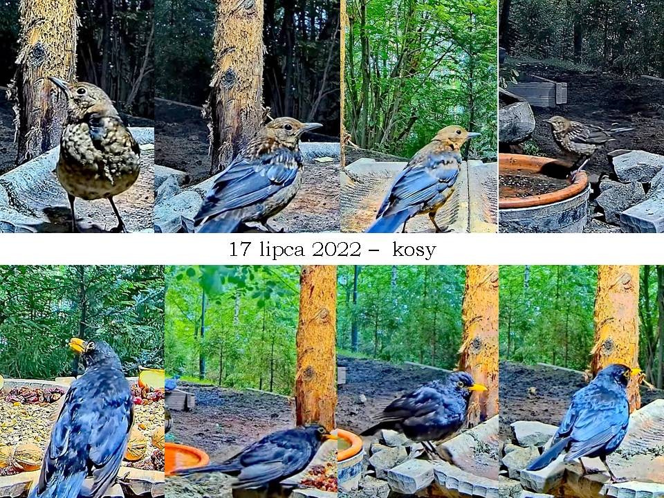 livebirdspoland_d1ebdb846fa4eaed904d5c2548094771.jpg