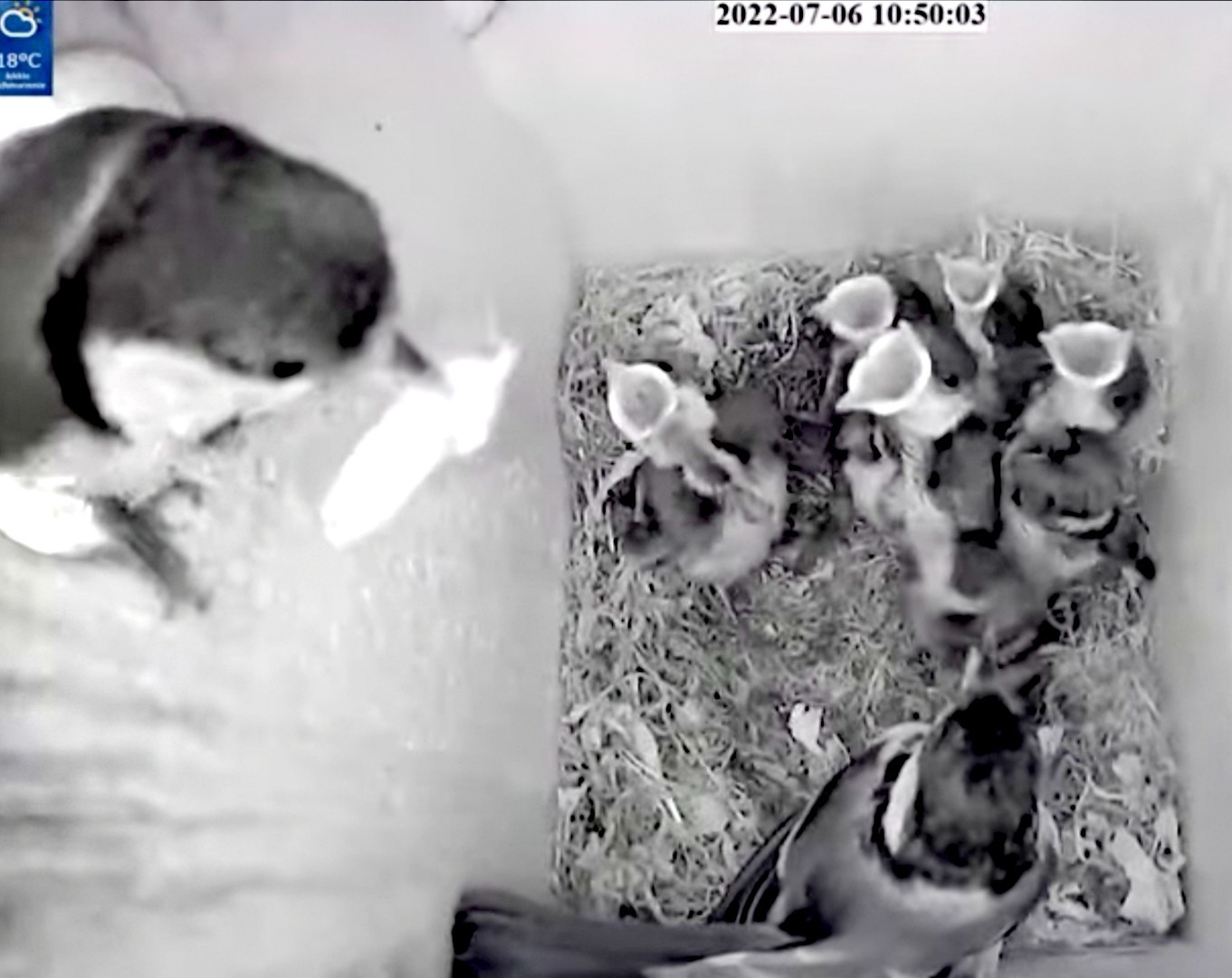 livebirdspoland_45e7f997bcb0624d82fe4e5a33e6fc11.jpg