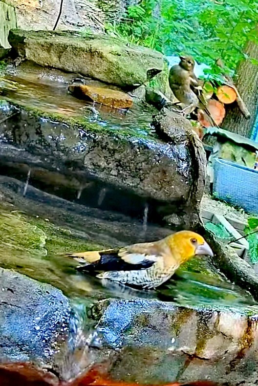 livebirdspoland_49696231694c8465200ad7f5a5a02c14.jpg
